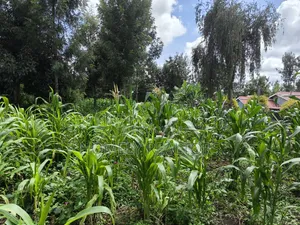 Quarter Acre Plot on Sale in Ngong, Ol Keri Touching Tarmac