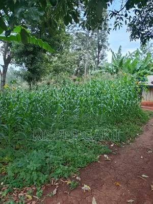 0.45 Acres Coffee Income Land for Sale at Chuka Karingani