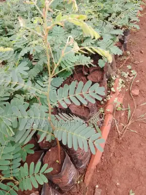 Tamarind Tree Seedlings for Sale - Moq 25pcs