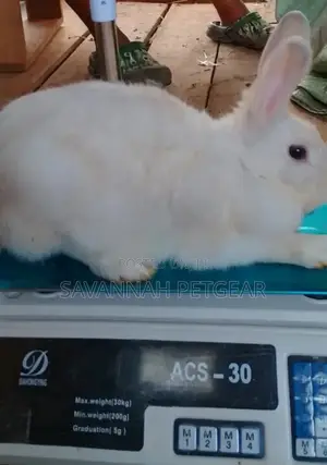 New Zealand White Rabbits - Mature Doe and Bucks