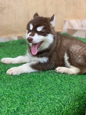 1-3 months Male Purebred Siberian Husky