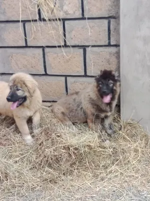 1-3 months Male Purebred Caucasian Shepherd