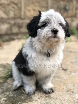 1-3 months Male Purebred Havanese