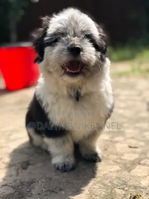 1-3 months Male Purebred Havanese