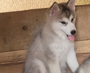 1-3 months Male Purebred Siberian Husky