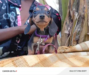 1-3 months Male Purebred Dachshund