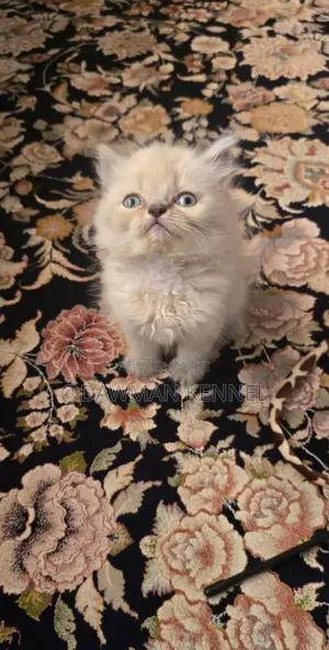 1-3 months Male Purebred Ragdoll