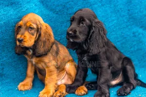 1-3 months Male Purebred Cocker Spaniel
