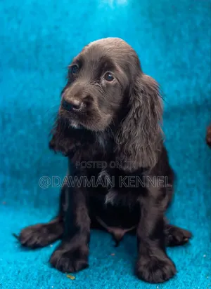 1-3 months Female Purebred Cocker Spaniel