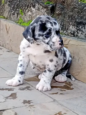 1-3 months Male Purebred Great Dane