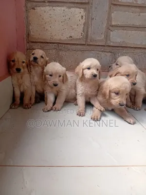 1-3 months Male Purebred Golden Retriever