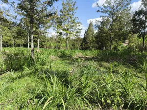 Quarter Acre Plot in Ngong, Matasia 200 Meters From Tarmac