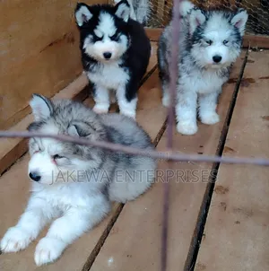 1-3 months Male Purebred Siberian Husky