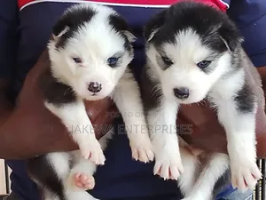 1-3 months Female Purebred Siberian Husky