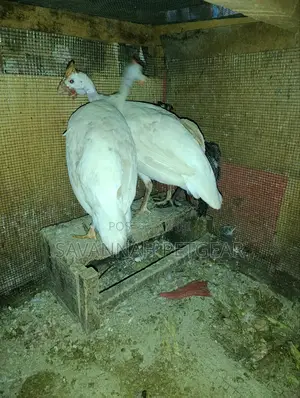 Pure White Domesticated Guinea Fowl (Kanga) - Mature Pair