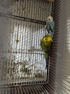 Budgies Bird