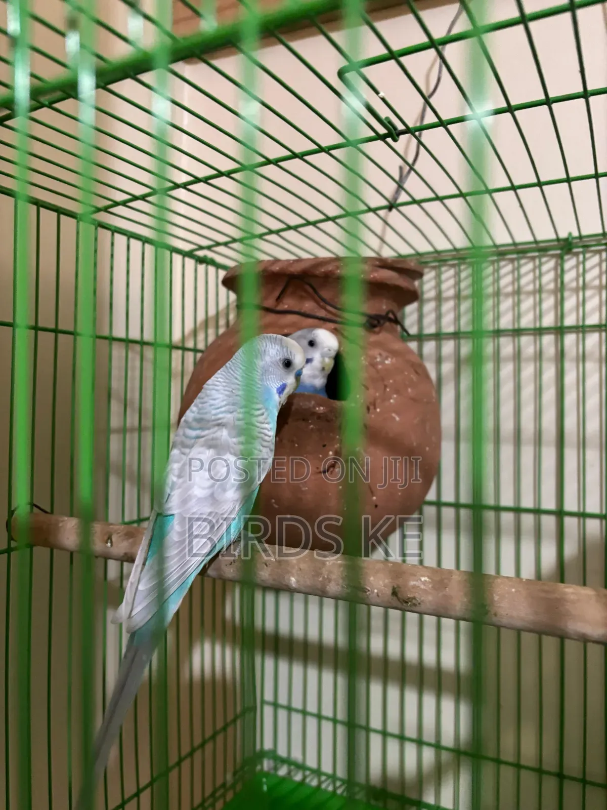 Budgies Bird