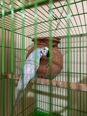 Budgies Bird
