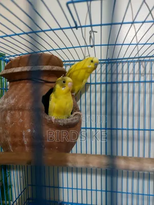 Budgies Bird