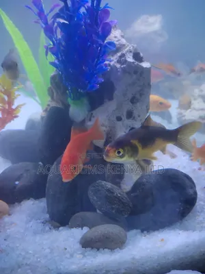 Shop Premium Goldfish Online – Comet, Sarasa, Fantail More