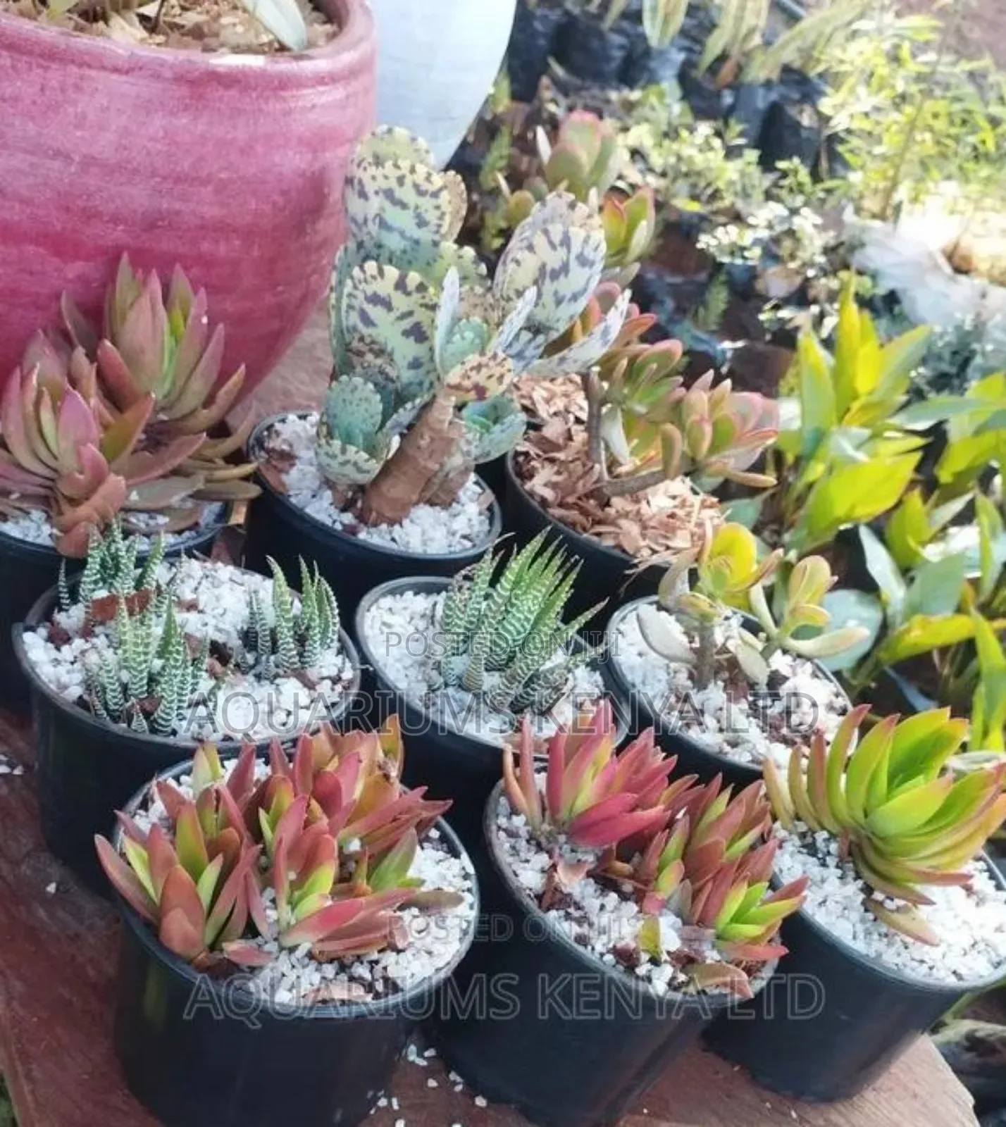 Indoor Succulent Plants