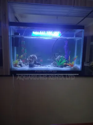 You Need Professional Aquarium Maintenance?