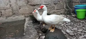 Muscovy Ducks