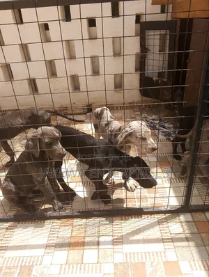 1-3 months Male Purebred Great Dane