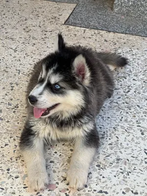 1-3 months Female Purebred Siberian Husky
