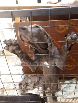 1-3 months Male Purebred Great Dane