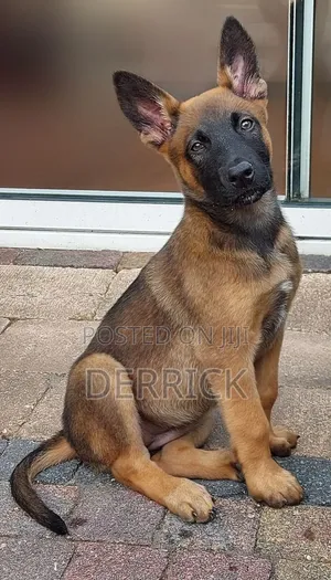 3-6 months Male Purebred Belgian Malinois