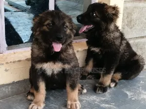 1-3 months Male Purebred Caucasian Shepherd