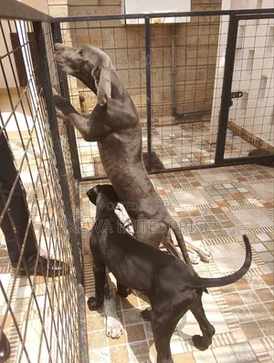 1-3 months Male Purebred Great Dane