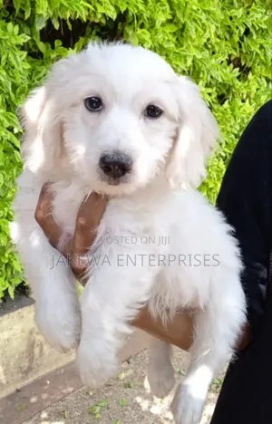 1-3 months Female Purebred Havanese