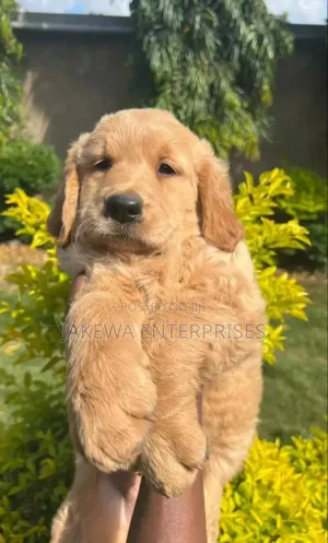 1-3 months Male Purebred Golden Retriever