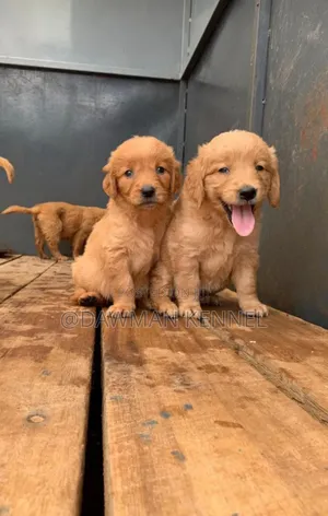 1-3 months Male Purebred Golden Retriever