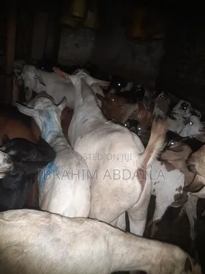 Galla Local Goats Black Persian Sheep