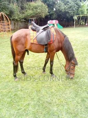 Pony Horse for Hire