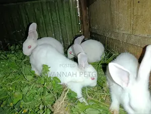 New Zealand White Rabbits - 2 - 3 Months Old Young Pets