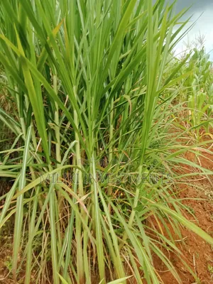 1 Acre Land for Sale at Makuyu -Mihang'0