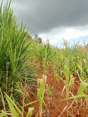 1 Acre Land for Sale at Makuyu -Mihang'0