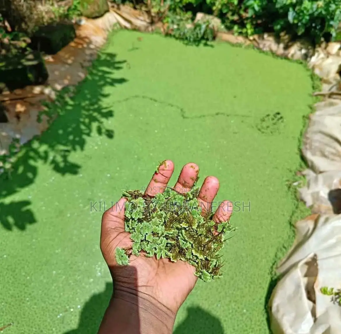 Azolla 1 Kg
