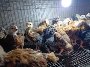 Rainbow Rooster F1 Improved Kienyeji Chicks - 1 Month Old