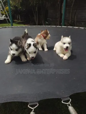 1-3 months Male Purebred Siberian Husky
