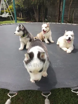1-3 months Female Purebred Siberian Husky