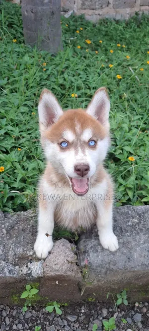 1-3 months Female Purebred Siberian Husky