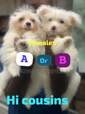 1-3 months Female Purebred Havanese