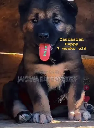 1-3 months Male Purebred Caucasian Shepherd