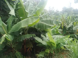 20 Acres at Machakos Wamunyu Touching Athi River