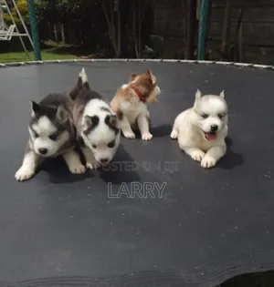 1-3 months Male Purebred Siberian Husky
